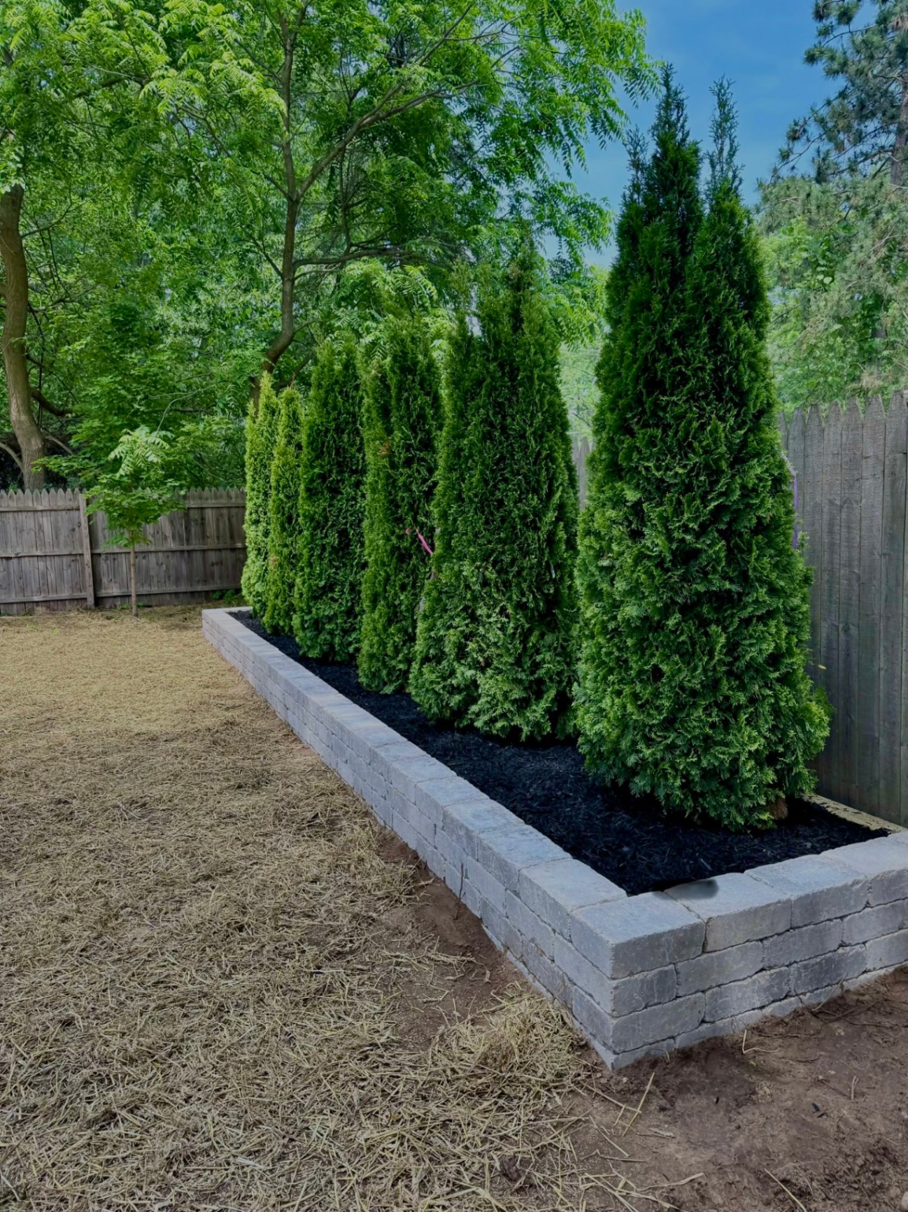 Retaining Wall and Arborvitae Install — Finished