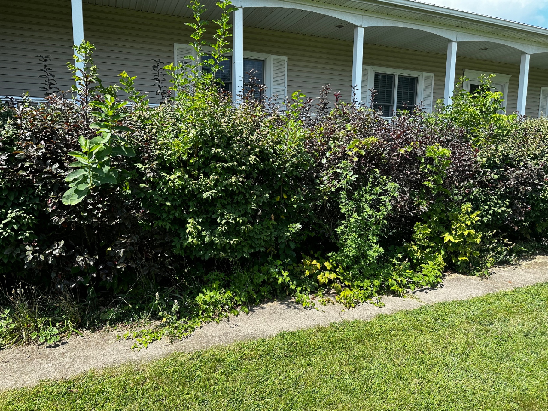 Overgrown Hedge Restoration Project