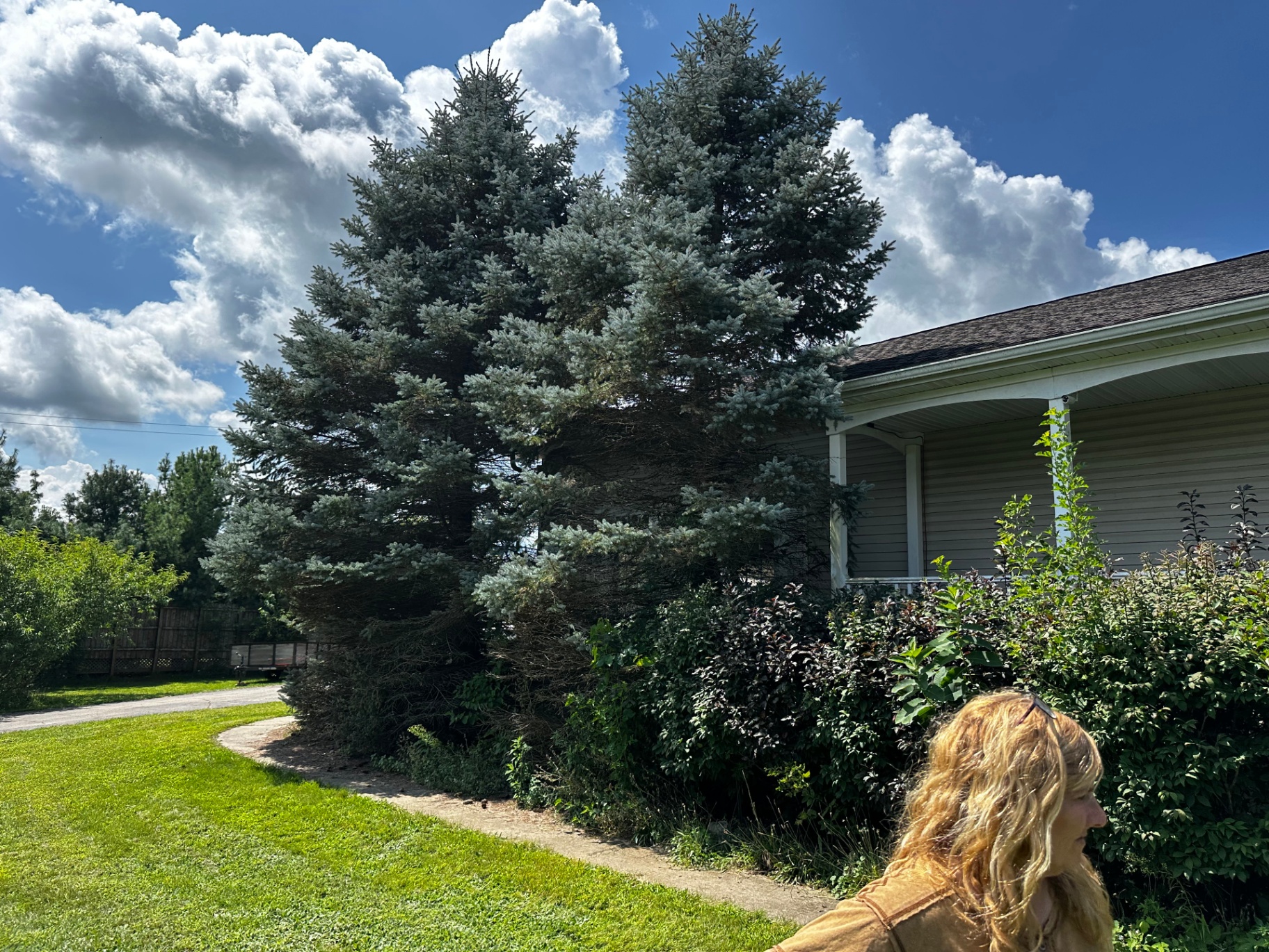 Mature Spruce & Shrub Care